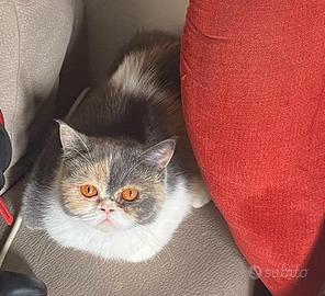 Accoppiamento Scottish straight, exotic shorthair