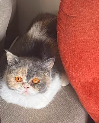 Accoppiamento Scottish straight, exotic shorthair