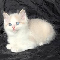 Cuccioli di Ragdoll di alta genealogia