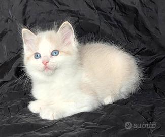 Cuccioli di Ragdoll di alta genealogia