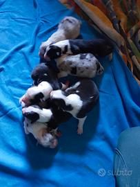 Cuccioli Border collie