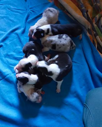 Cuccioli Border collie