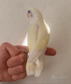 Inseparabile allevato a mano