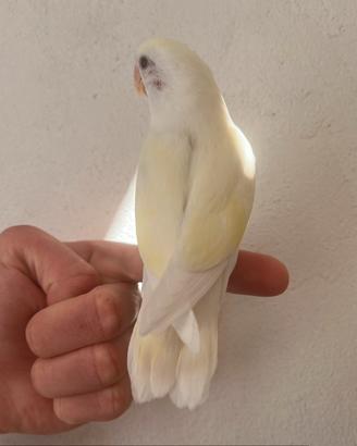 Inseparabile allevato a mano