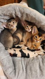Abissini gattini