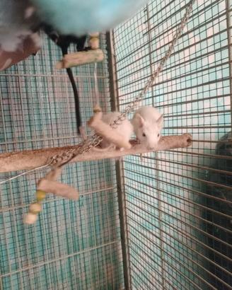 Degu del cile