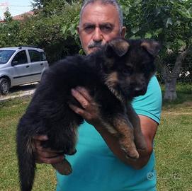 Pastore Tedesco