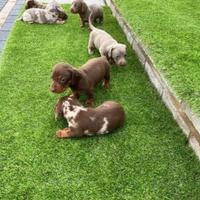 Cuccioli di bassotti blu e neri M e F