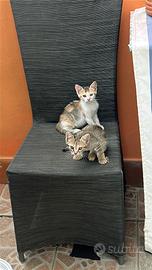 Gattini due femmine e un maschio