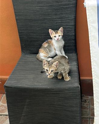 Gattini due femmine e un maschio