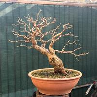 Bonsai gelso bianco