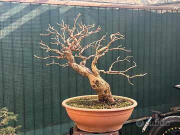 Bonsai gelso bianco