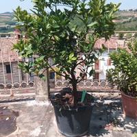 Albero di Limone