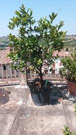 Albero di Limone