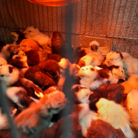 Pulconi razze ornamentali