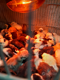 Pulconi razze ornamentali