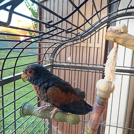 Pappagallo Pionus ali bronzo