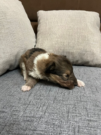 Pastore Scozzese Collie Cuccioli