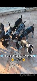Kurzhaar bracco tedesco