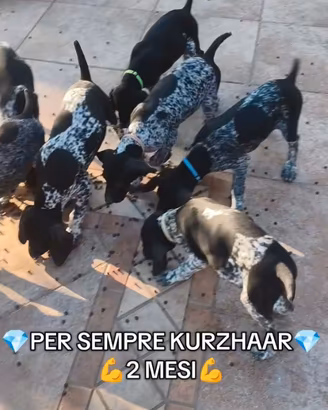 Kurzhaar bracco tedesco