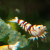 Caridine Fancy Tiger Red per acquario