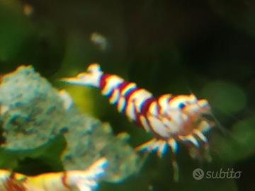 Caridine Fancy Tiger Red per acquario