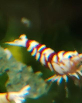 Caridine Fancy Tiger Red per acquario