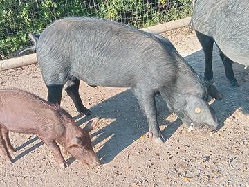 Verretto Razza Sarda