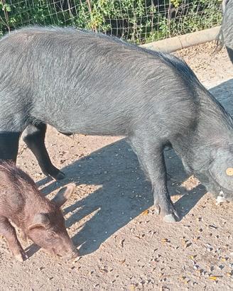 Verretto Razza Sarda