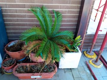 cycas 