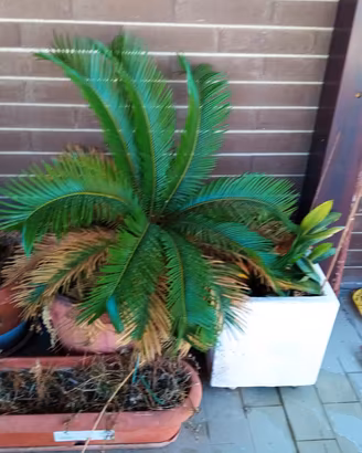cycas 