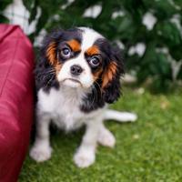 Cavalier king