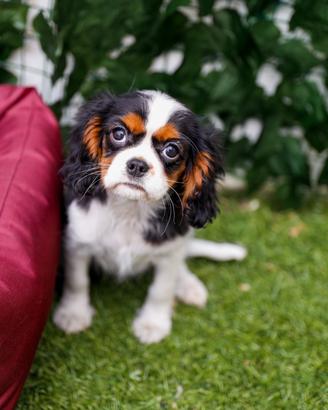 Cavalier king