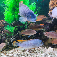 Pesci razza pseudotropeus