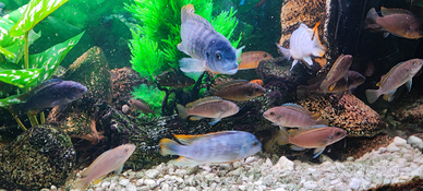 Pesci razza pseudotropeus