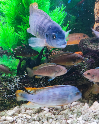 Pesci razza pseudotropeus