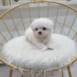 Cucciolo di maltese