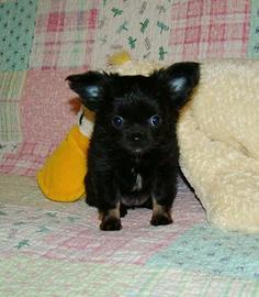 Chihuahua pelo lungo cucciolo