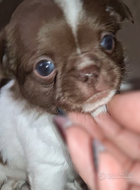 Strepitosi cuccioli di chihuahua puri e tipici