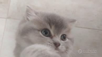 British short hair gattini