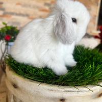 Ariete Nano Mini Lop