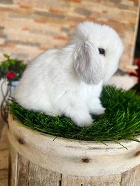 Ariete Nano Mini Lop