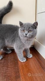 Gattina Scottish Straight Blue