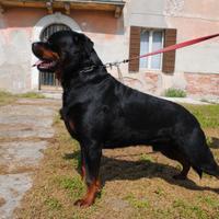 Giovane Rottweiler maschio da monta (VR)