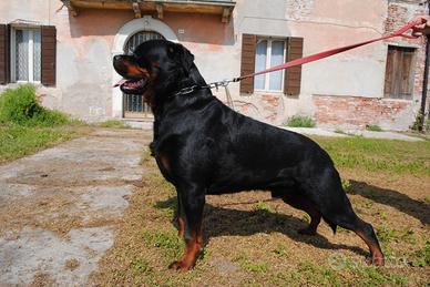 Giovane Rottweiler maschio da monta (VR)