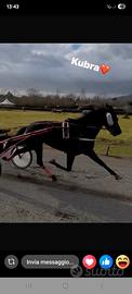 Cavallo