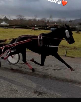 Cavallo