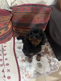 Barboncino per monta