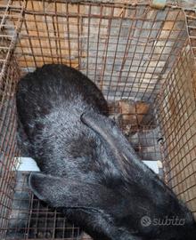 Coniglio semigigante