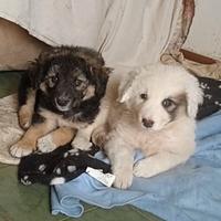 Cucciole mix abbandonate